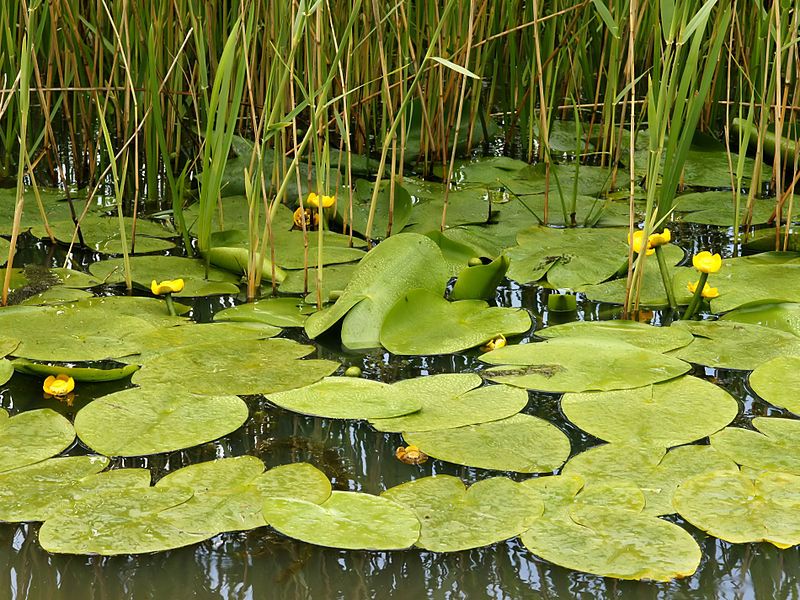 File:Nuphar lutea (habitus).jpg