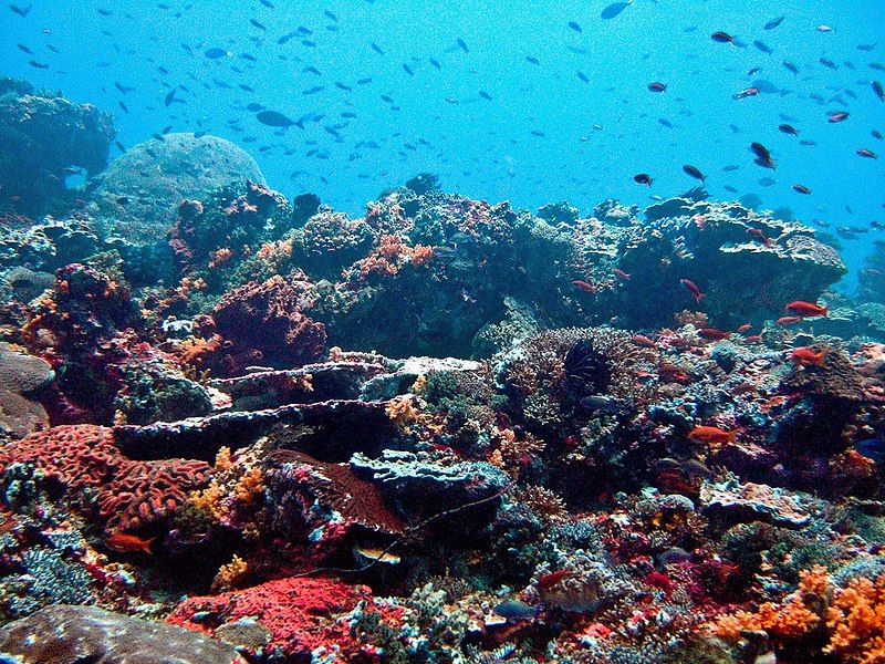 File:Nusa Lembongan Reef.jpg