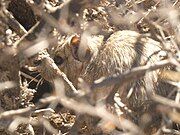 A degu obscured by sticks and grass