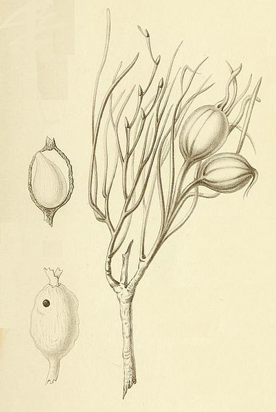 File:Oecocecis guyonella biology.jpg