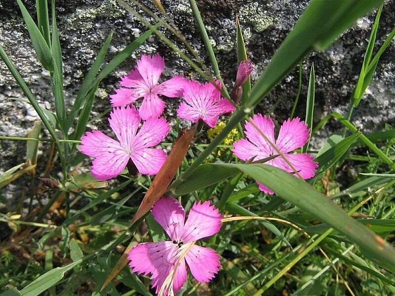 File:Oeillet des Bois.JPG