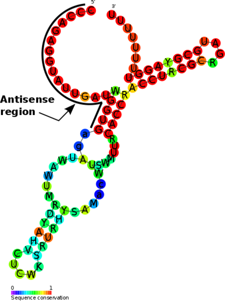 File:OmrA-B RNA structure.png