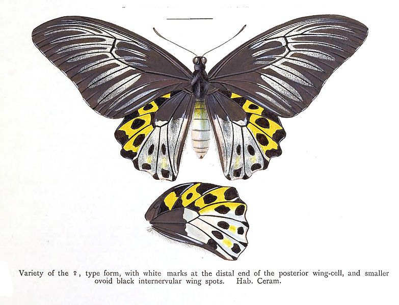 File:OrnithopteraHippolytusRippon.jpg