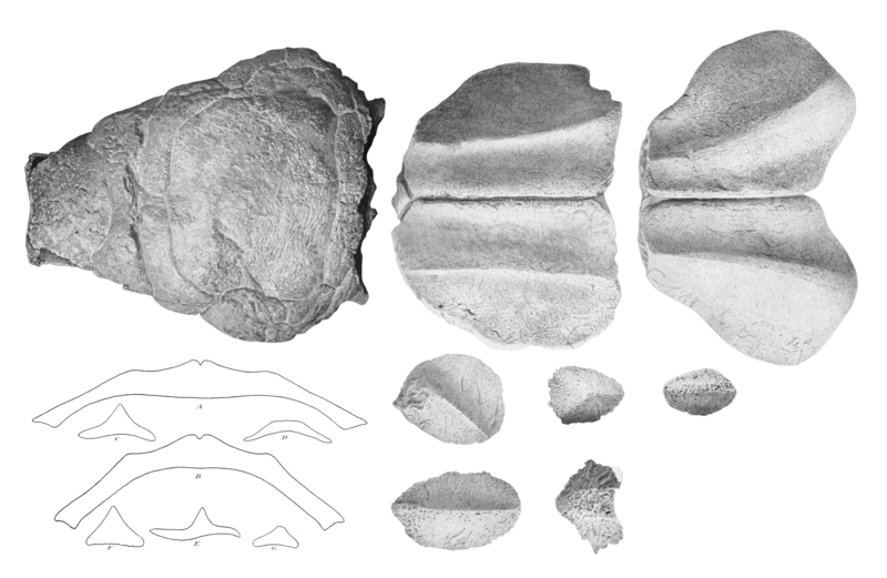 File:Panoplosaurus osteoderms.png