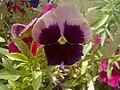 Pansy in Pakistan