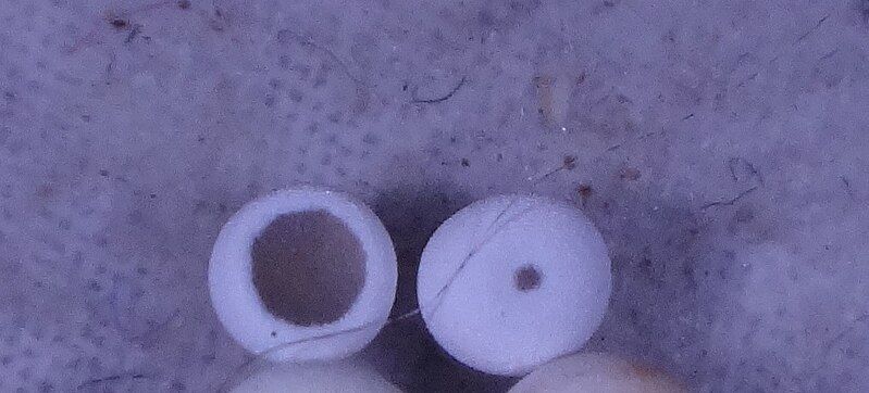 File:Parnassius actius eggs.jpg