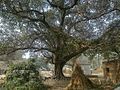 Peepal Tree