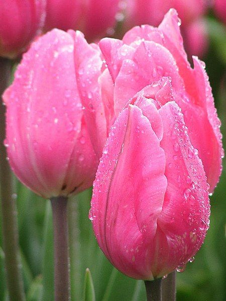 File:Pink tulips closed.jpg