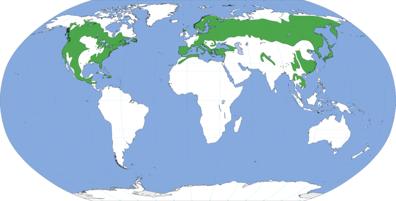 File:Pinus range.png