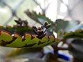 Kalanchoe daigremontiana plantlets on plantlets