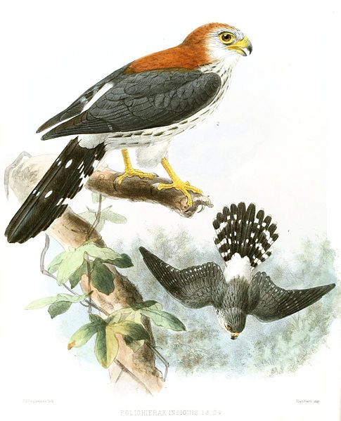 File:PoliohieraxInsignisKeulemans.jpg