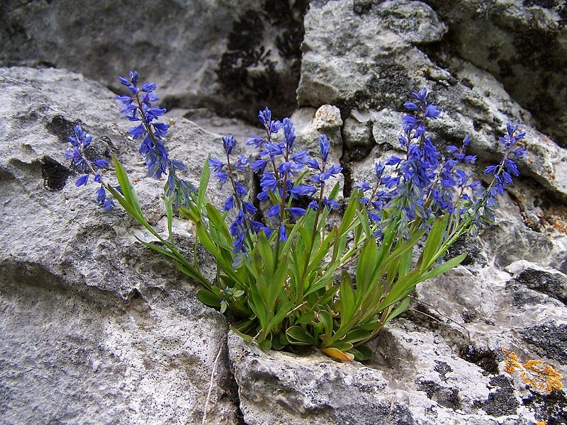 File:Polygala amara a1.jpg