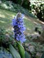 Pontederia sagittata inflorescence