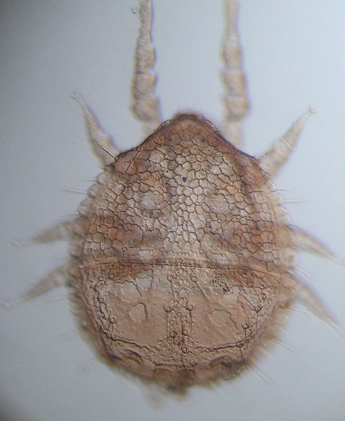 File:Prozercon carpathofimbriatus.jpg