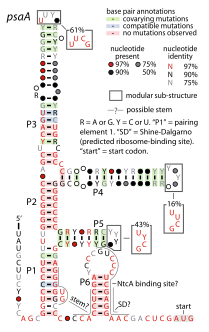 File:PsaA-RNA.svg