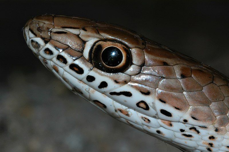 File:Psammophis mossambicus 186784514.jpg