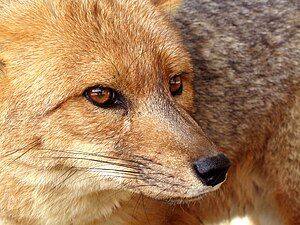 Vibrissae (whiskers) of a Patagonian fox