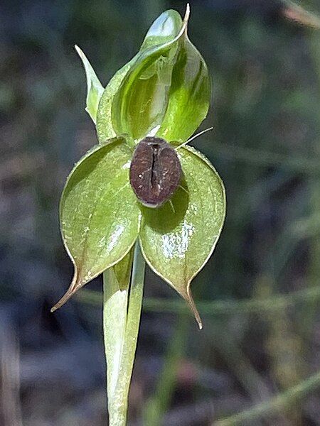 File:Pterostylis gibbosa flower.jpg