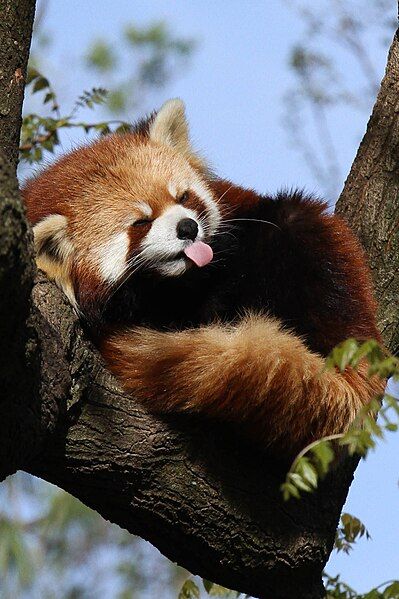 File:Red Panda Rasberries.jpg