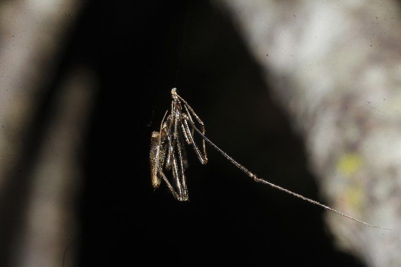 File:Rhomphaea projiciens 7123017.jpg