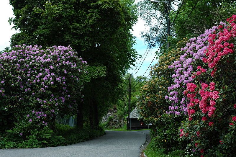 File:Rododendron pa Aastveit2.JPG