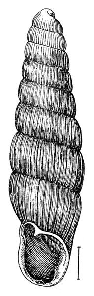 File:Ruthenica filograna.jpg