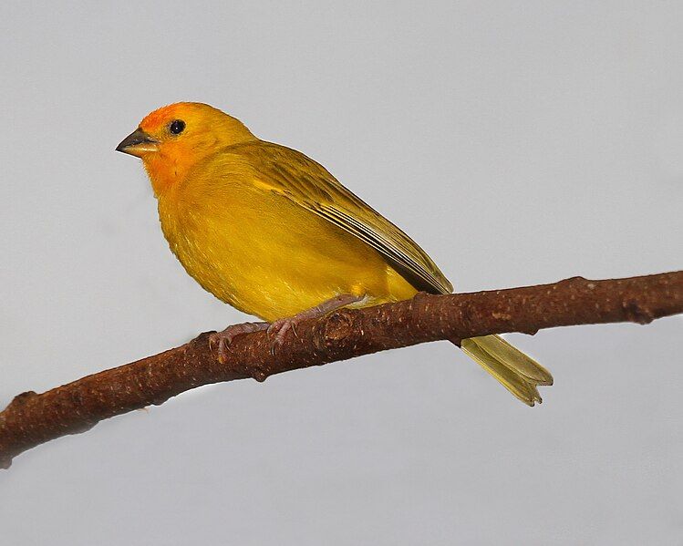 File:Saffron Finch 30.JPG