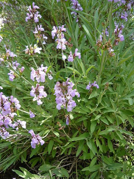 File:Salvia lavandulifolia.jpg