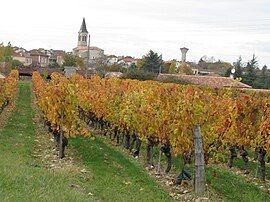 A view from the Cahors vineyard