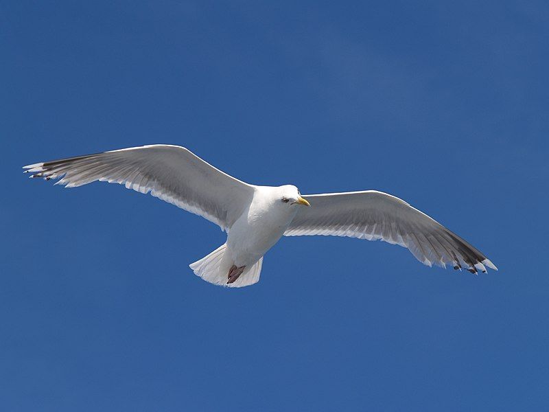 File:Seagull flying (5).jpg