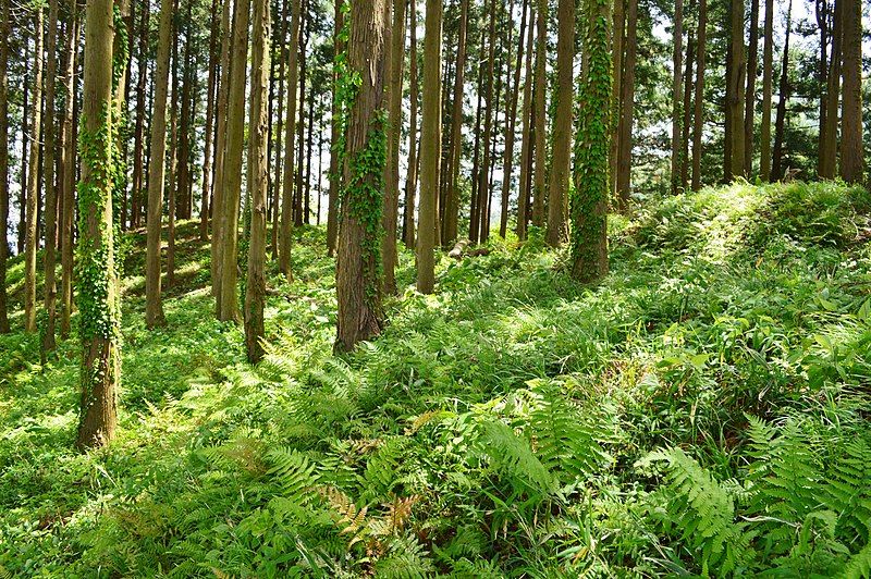 File:Shimofunazuka Kofun, funkyu.jpg