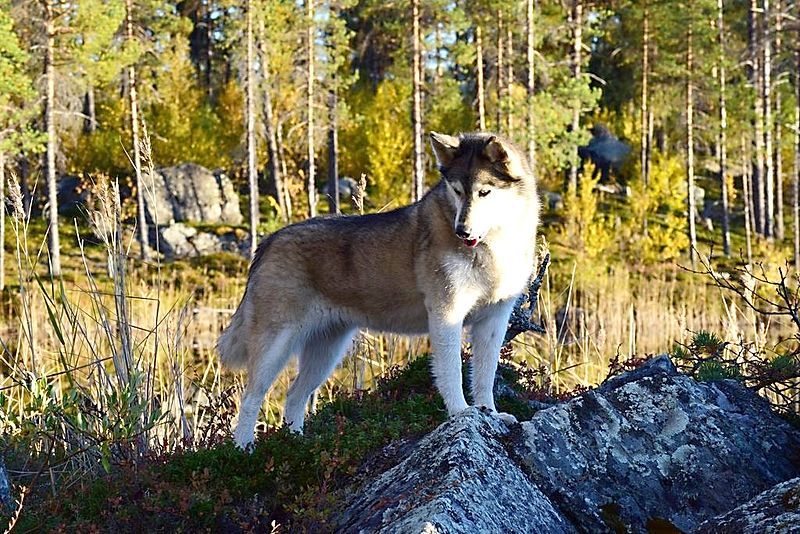 File:Siberianhuskyn.JPG