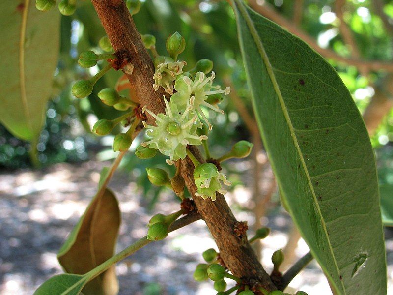 File:Sideroxylon polynesicum (5210060108).jpg