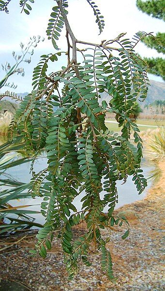 File:Sophora-tetraptera-foliage2.jpg