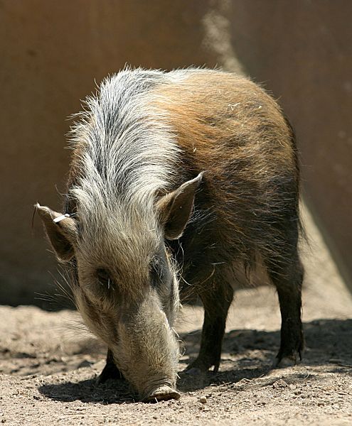 File:Southern Bush Pig.jpg