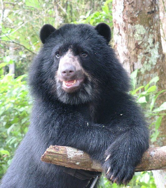 File:SpectacledBear.JPG