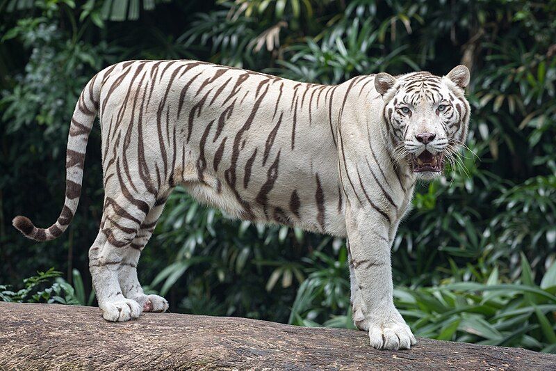 File:Standing white tiger.jpg