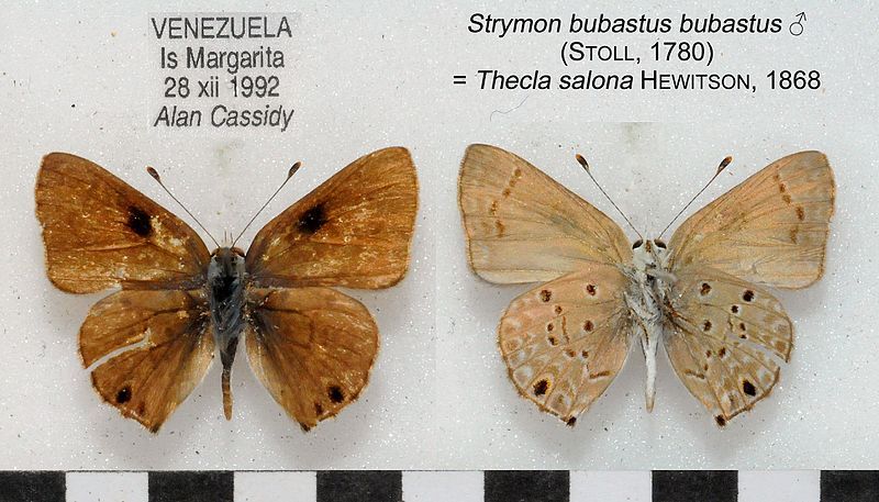 File:StrymonBubastusMUpUnACC1695 1696.jpg