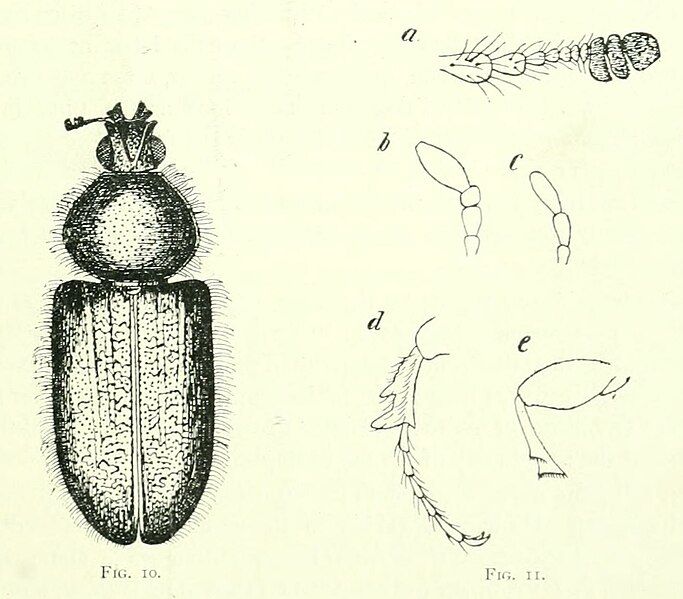 File:TheCanadianEntomologist33(11) 291 Diphyllostoma.jpg