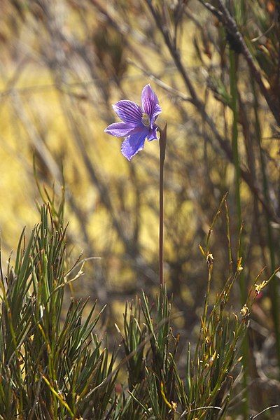 File:Thelymitra cyanea LC0261.jpg