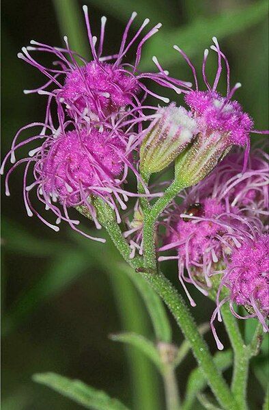 File:Trichogonia campestris.jpg