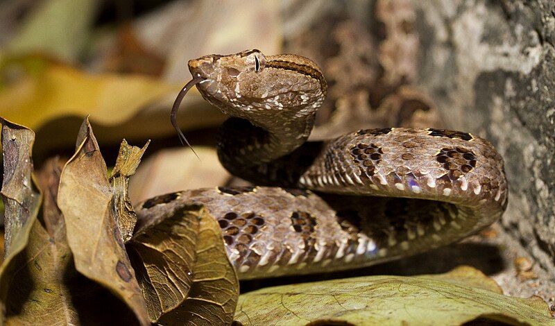 File:Trimeresurus mucrosquamatus Taiwan.jpg