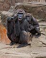 Western lowland gorilla - female & juvenile