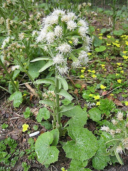 File:White butterbur.jpg