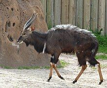 Nyala buck