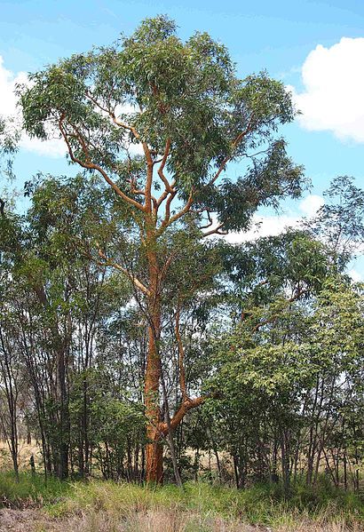 File:Yellowjacket tree.jpg