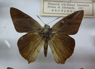 Museum specimen