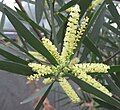 Sydney golden wattle (Acacia longifolia)