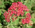 Achillea millefolium