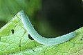 Larva